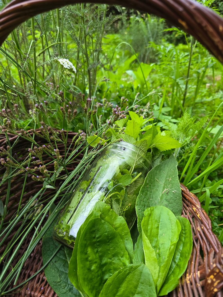 Herbs gathered in a basket